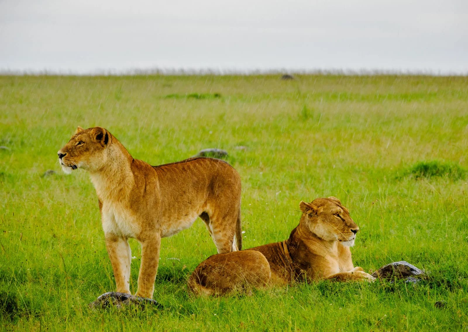 Kenya Safari Packages: Luxury, Budget, and Family Tours