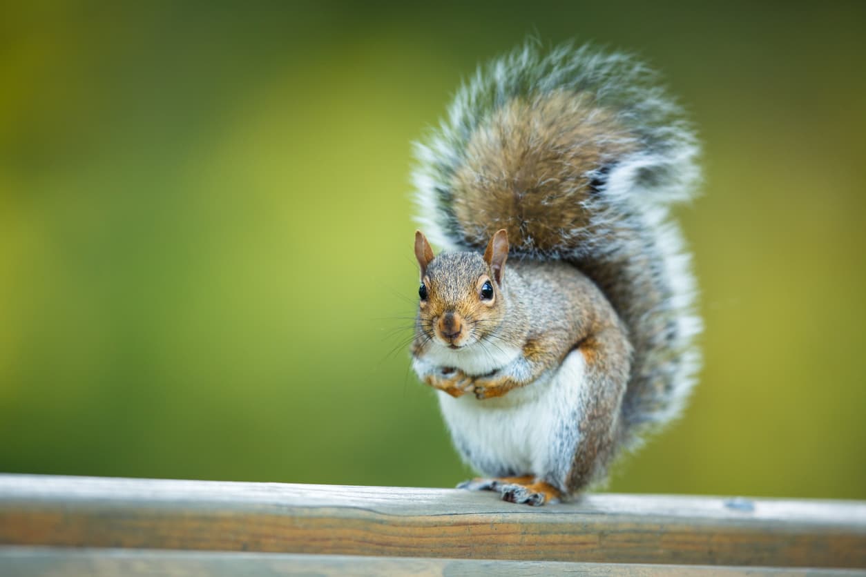 Fast and Efficient Squirrel Removal Toronto Experts