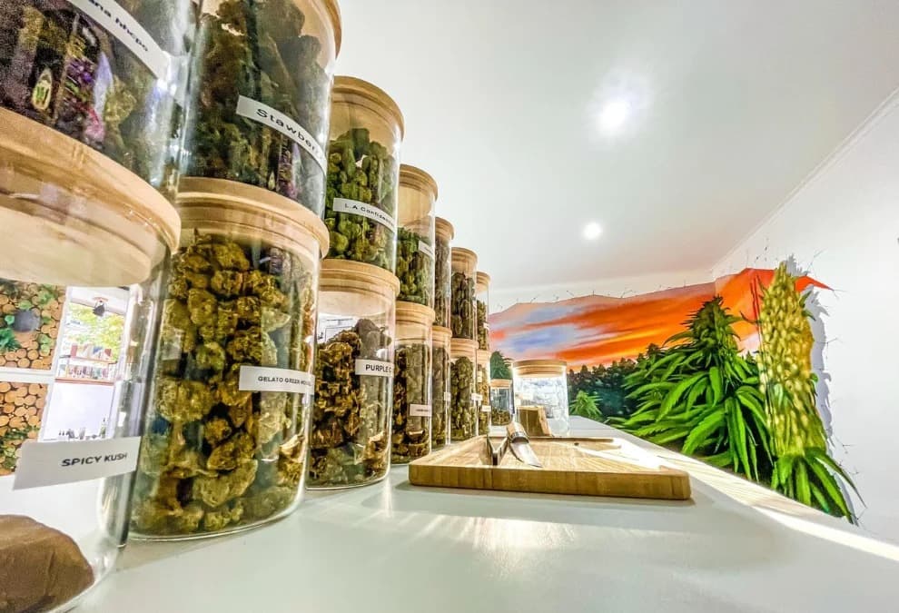 Mandarin Cookies Strain – Bud Cargo Brings You Fresh Boutique Hybrids