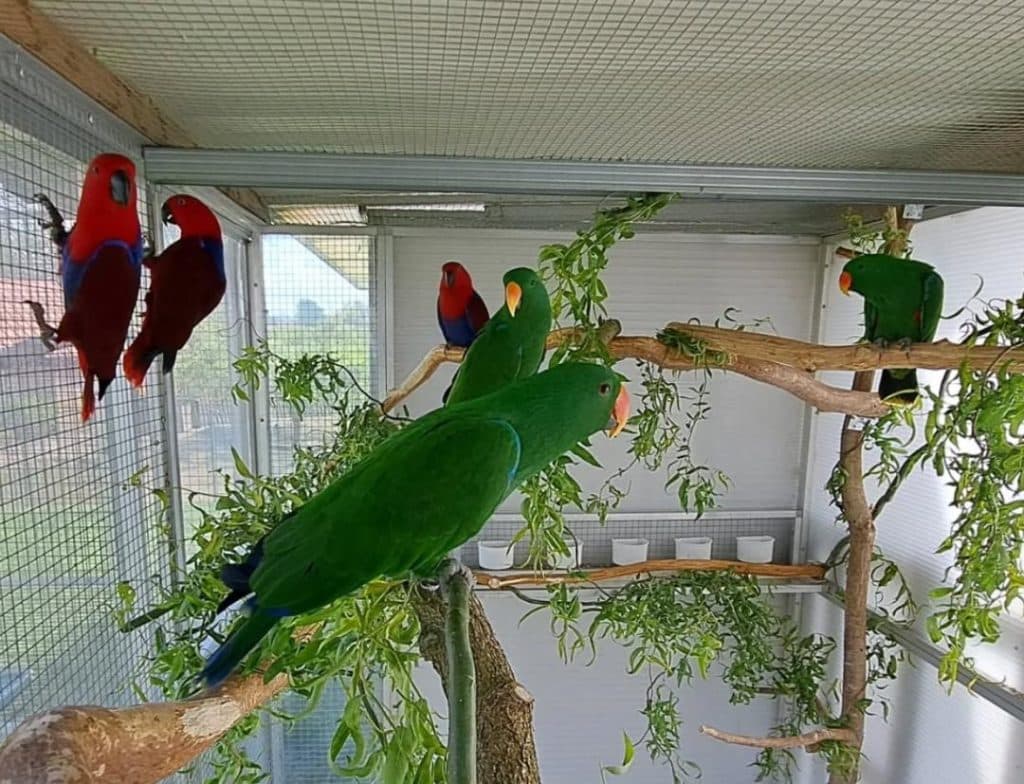 African Grey Parrots for Sale – Healthy Lineage Guaranteed by Amazing Birds Farm
