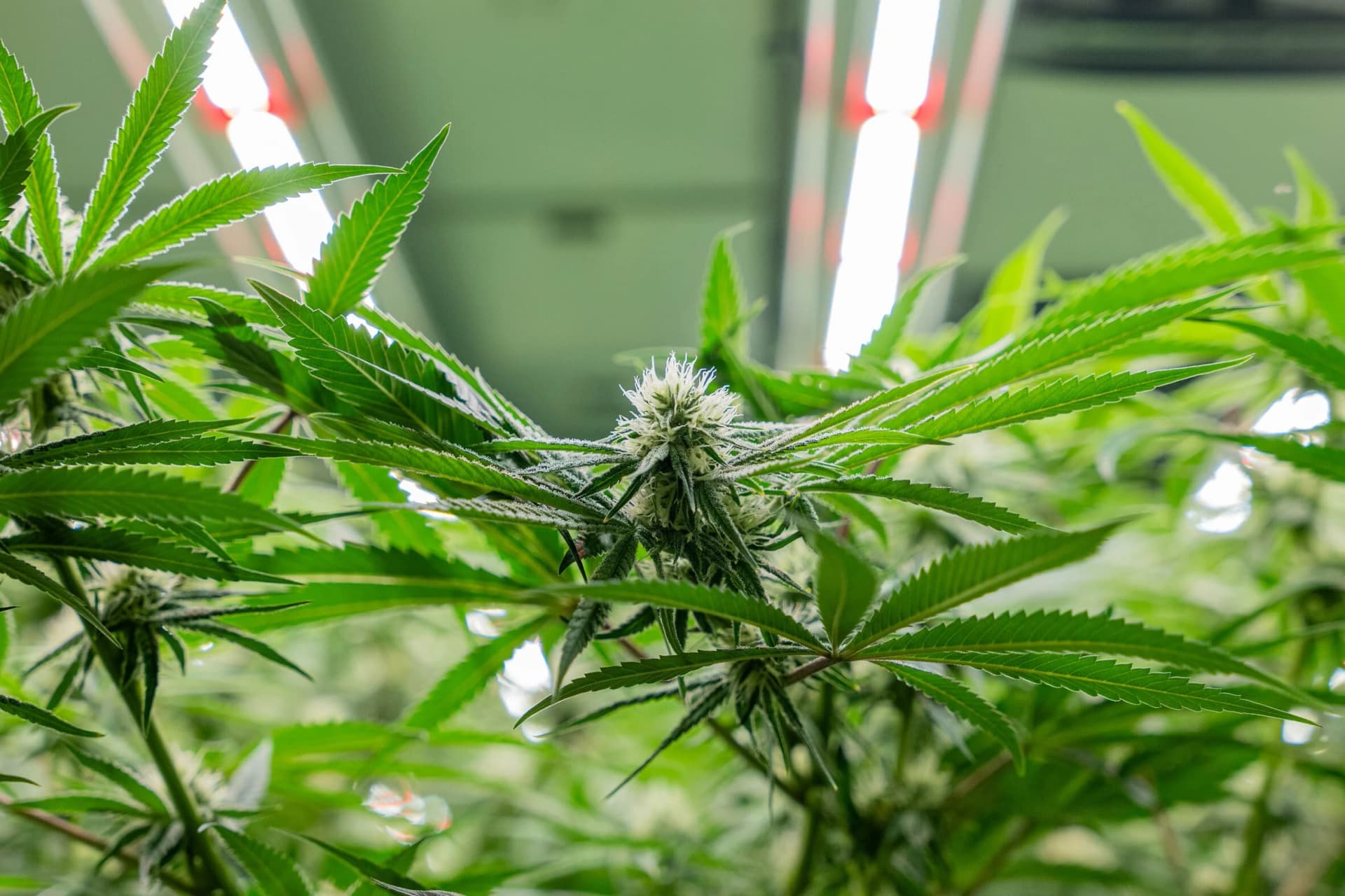 Bluetenbande – Legal angebautes Bio-Cannabis für Mitglieder