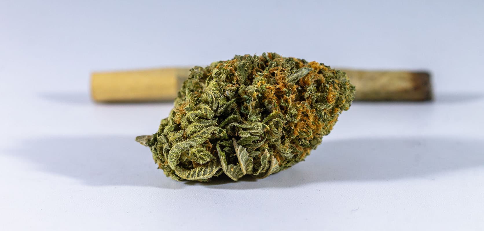 Discover Amazing Deals at Bud Cargo – High-Quality Cannabis and Cheap Canna Options Available