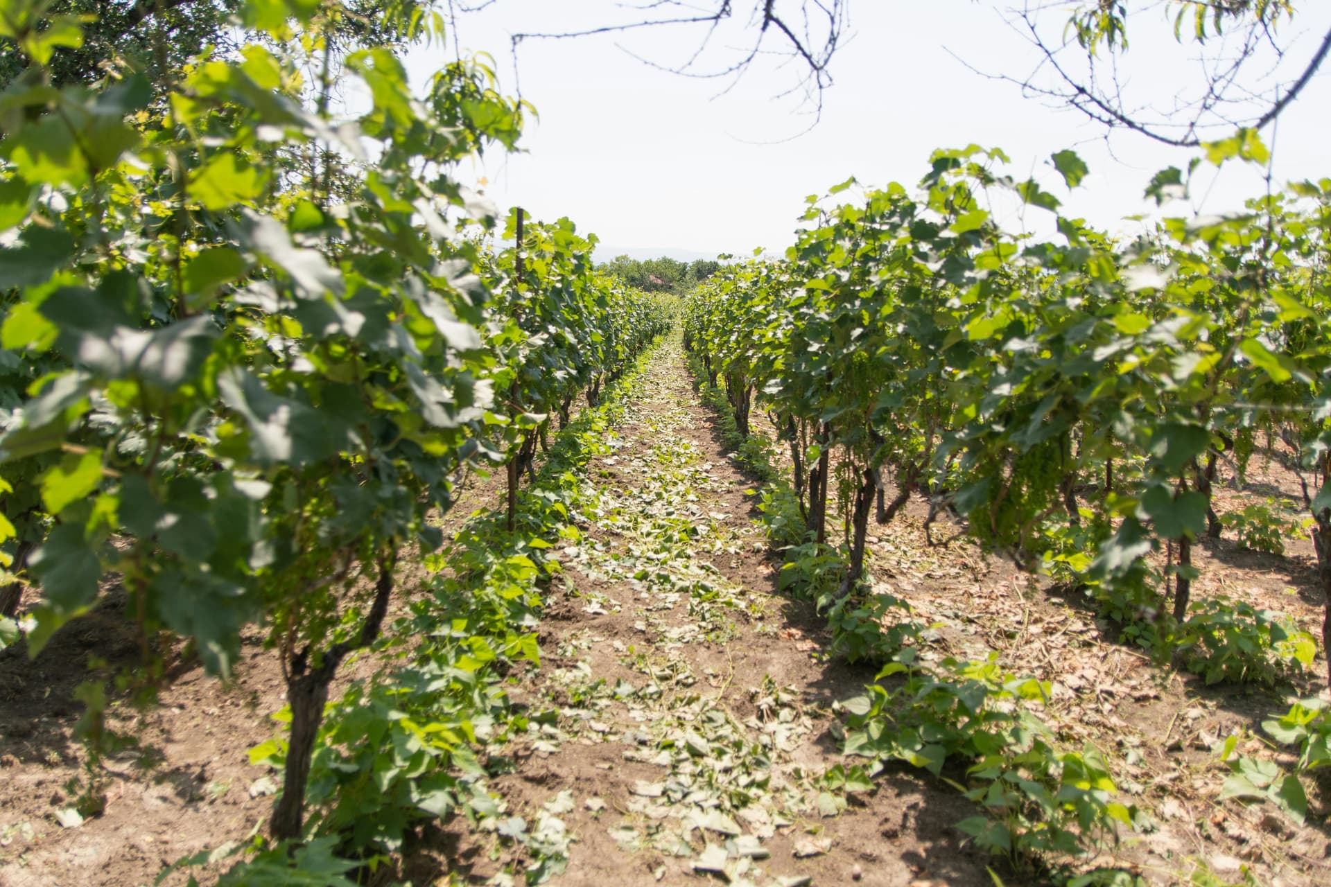Why Clarksburg Wineries Are Gaining National Attention