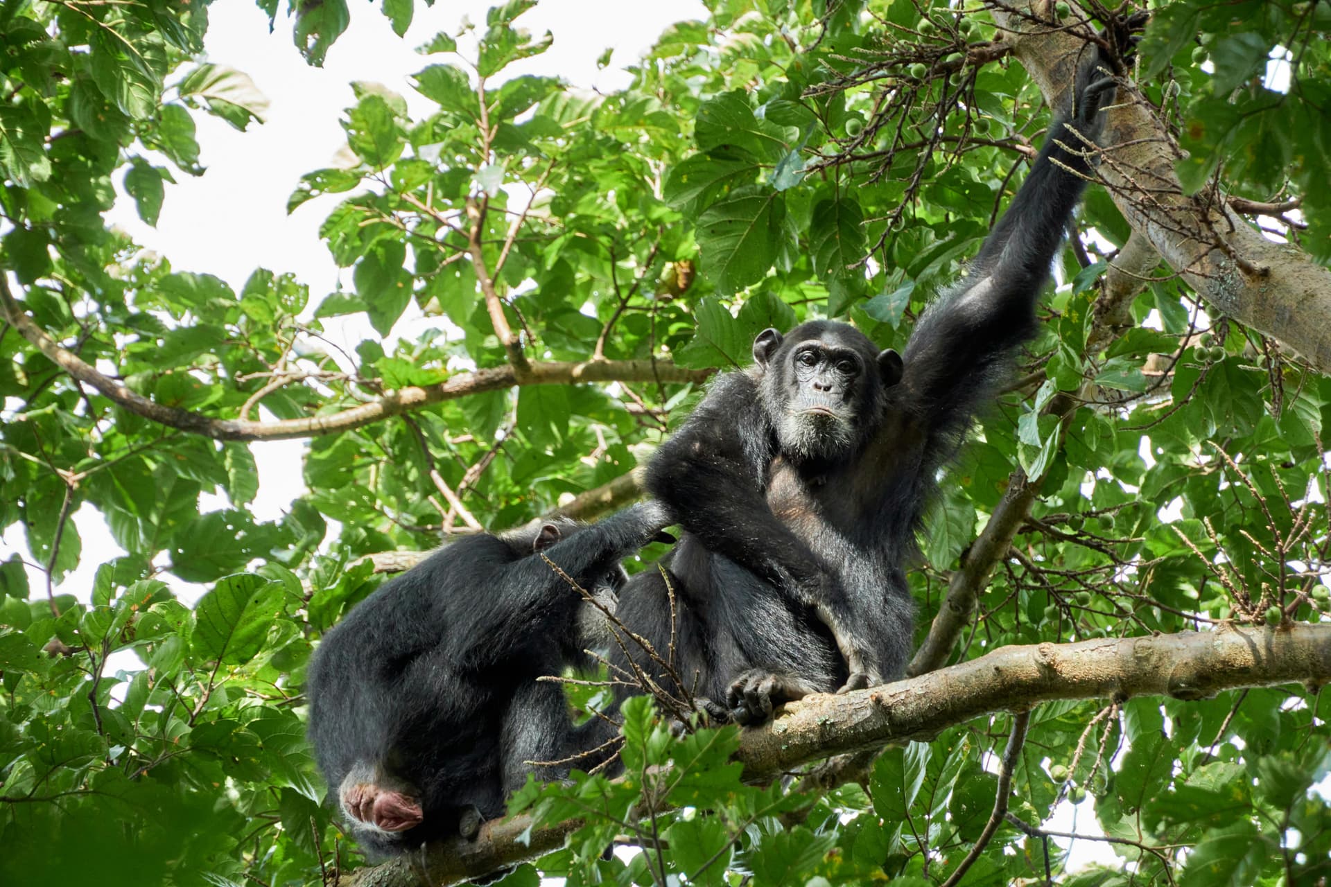 Chimpanzee Trekking Tours – Explore Africa’s Forests with SafariBando