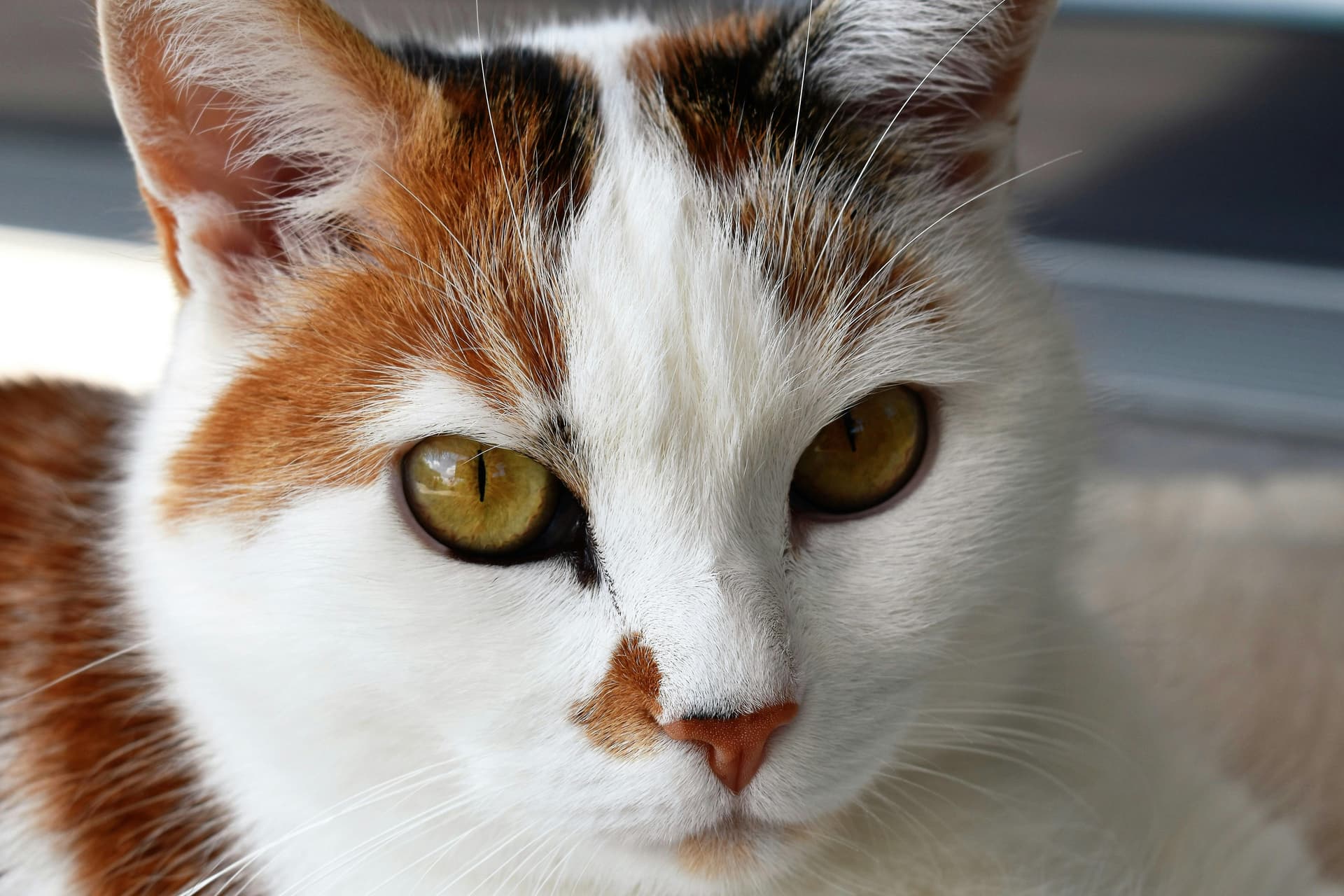 Family-Bred Maine Coon Cats for Sale Near Me with Friendly Personalities