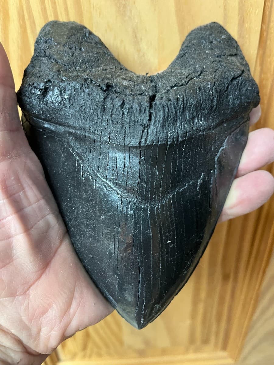 How to Choose the Right Fossil Driven Fossil Shark Teeth