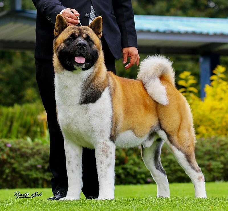 Top Benefits of Using Security Dogs for Commercial and Industrial Protection