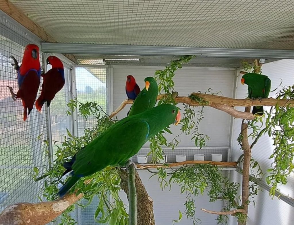 African Grey Parrots for Sale – Healthy Lineage Guaranteed by Amazing Birds Farm
