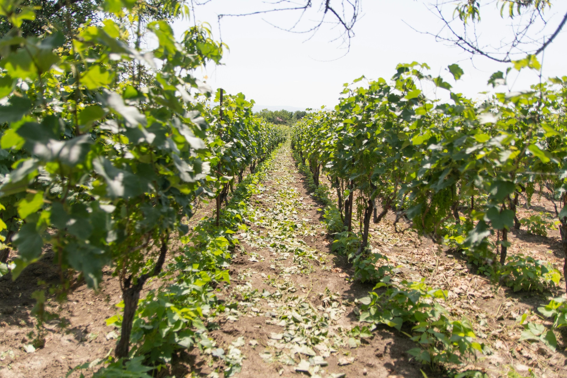 Why Clarksburg Wineries Are Gaining National Attention