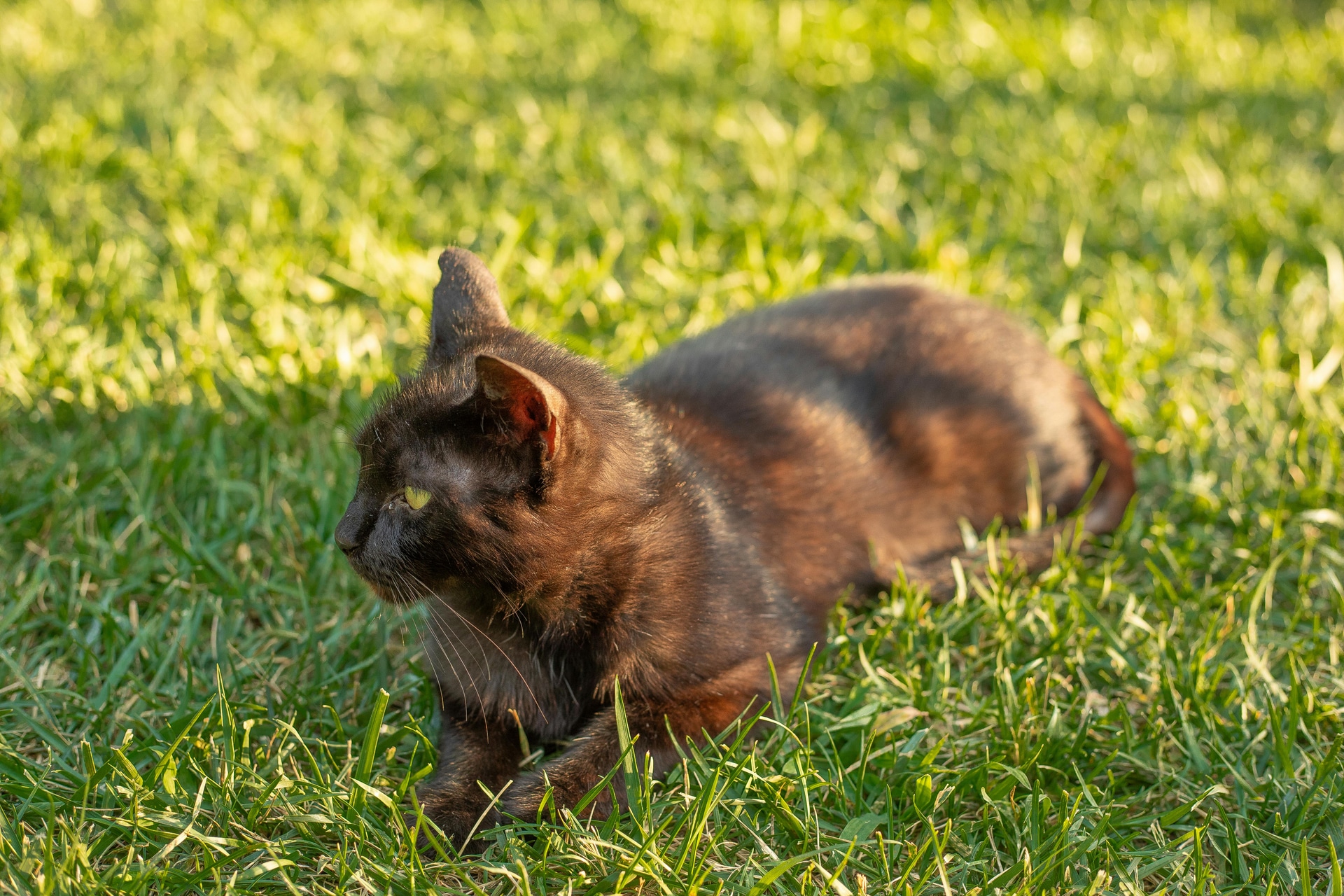 Maine Coon Cats for Sale Near Me: Visit Our Roseville, CA Cattery