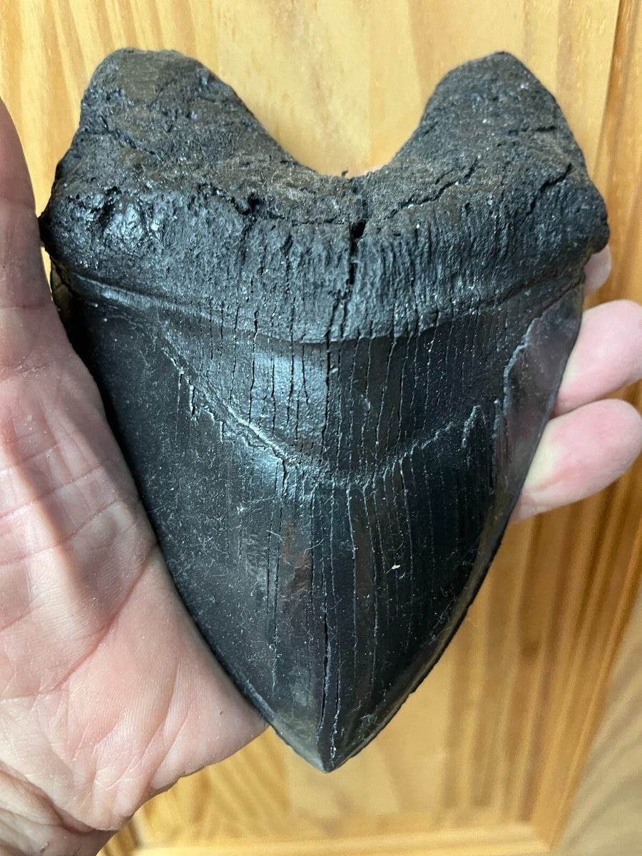 How to Choose the Right Fossil Driven Fossil Shark Teeth