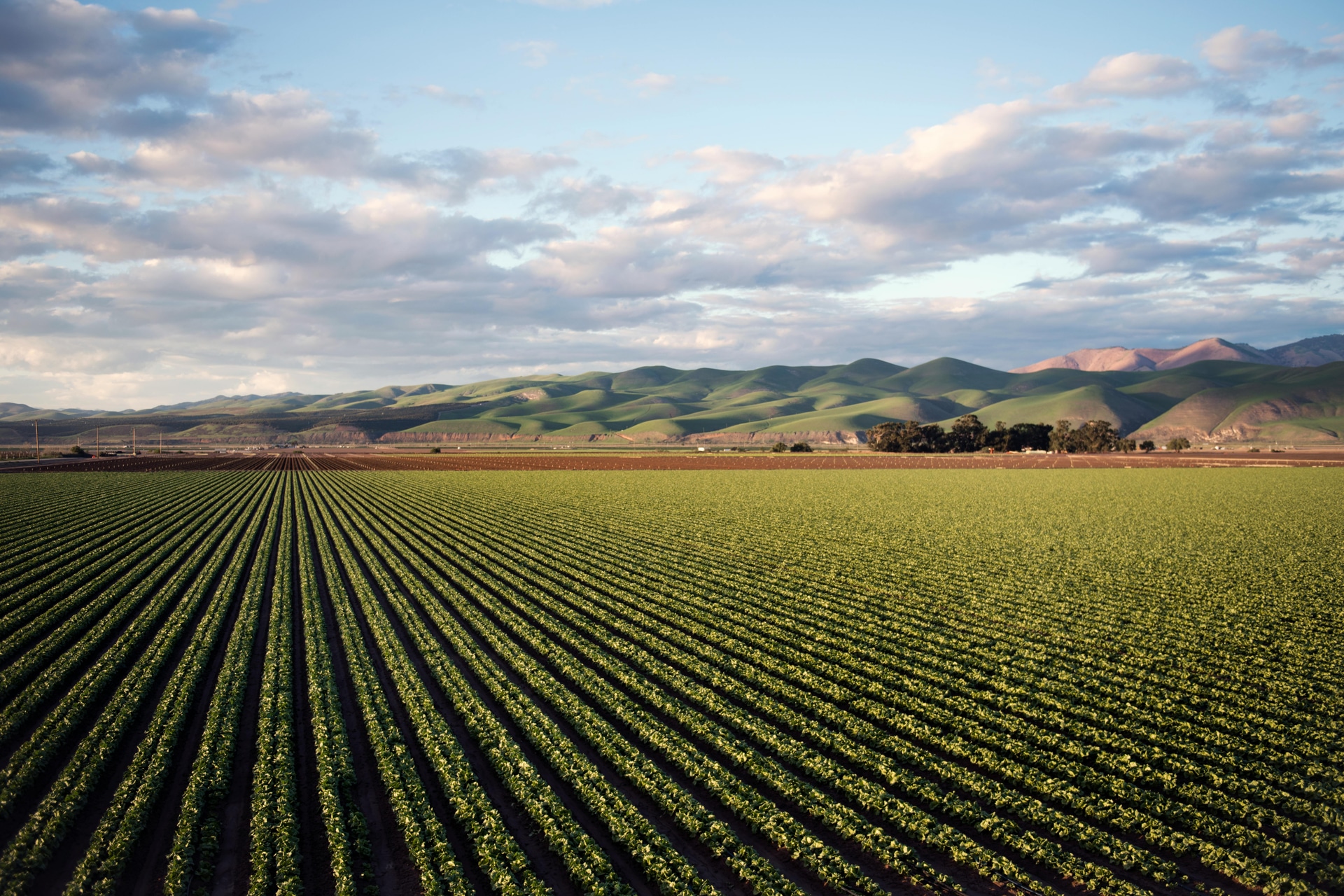 Why Wine Experts Love the Terroir of Clarksburg CA
