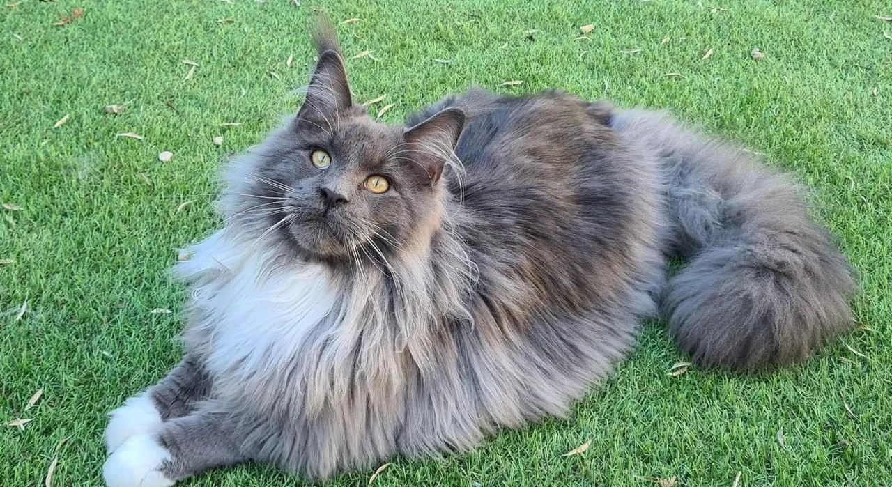 Home-Raised Maine Coon Kittens Available Throughout California – Amore Cattery