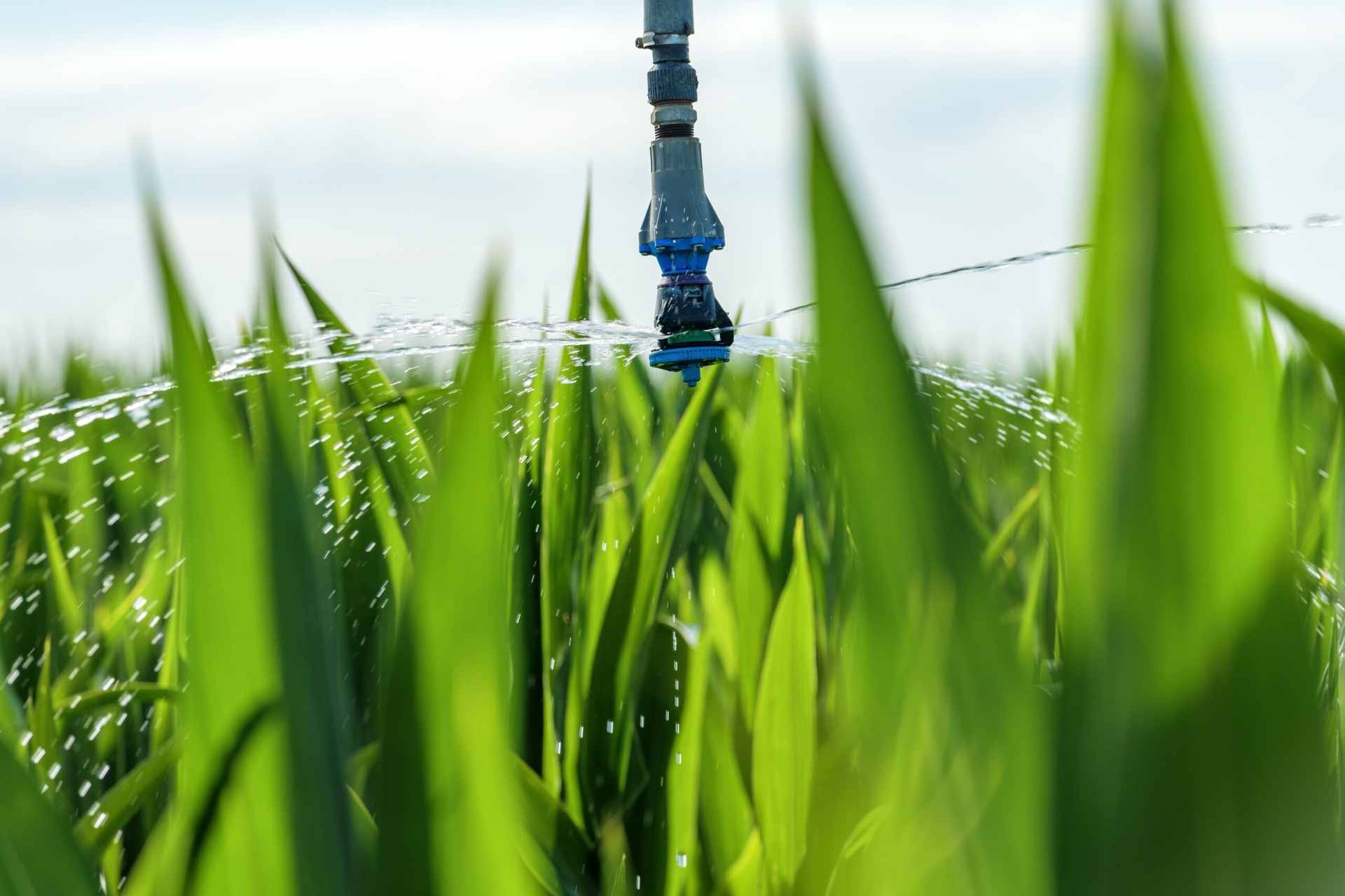 PREMIUM PROFESSIONAL IRRIGATION SERVICES IN SPRINGTOWN, TX