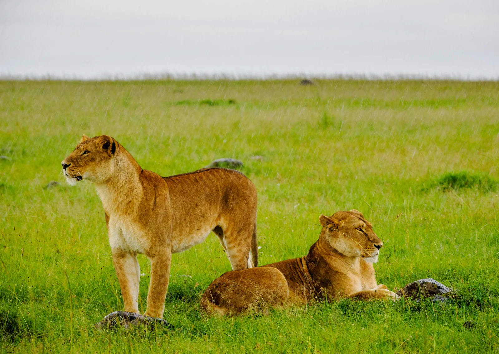 Kenya Safari Packages: Luxury, Budget, and Family Tours