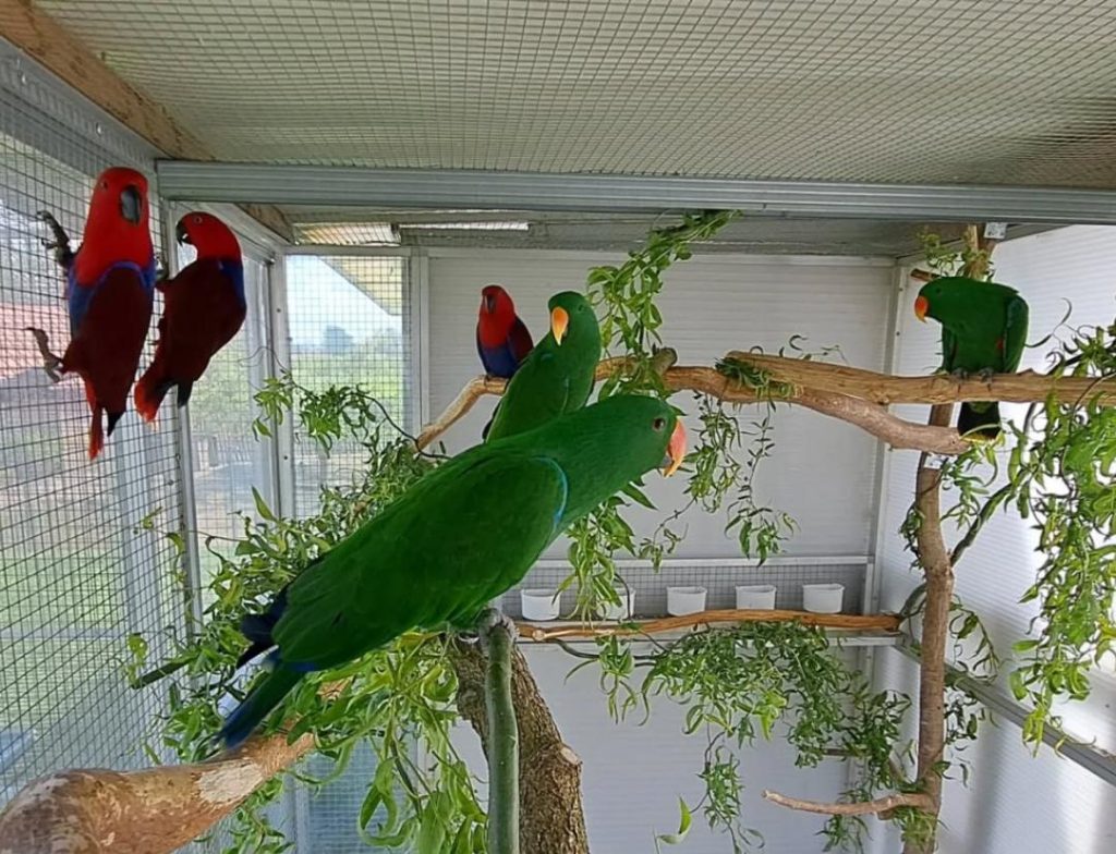 African Grey Parrots for Sale – Healthy Lineage Guaranteed by Amazing Birds Farm
