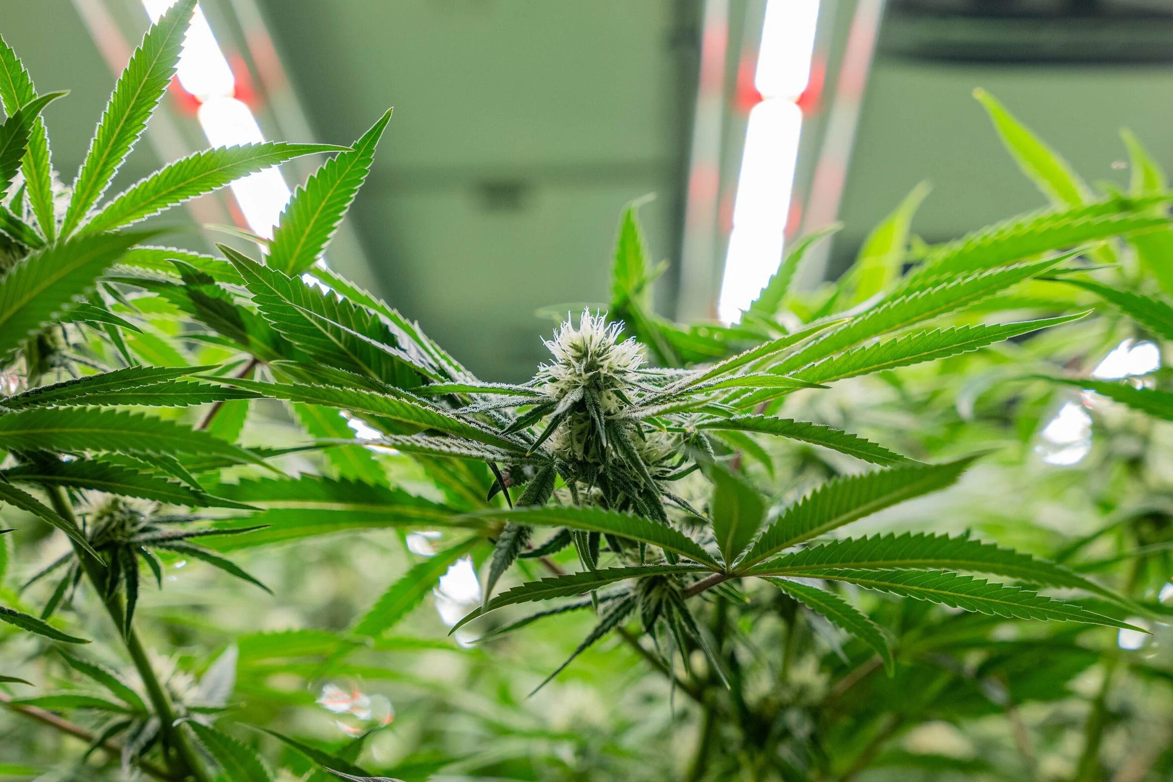 Bluetenbande – Legal angebautes Bio-Cannabis für Mitglieder