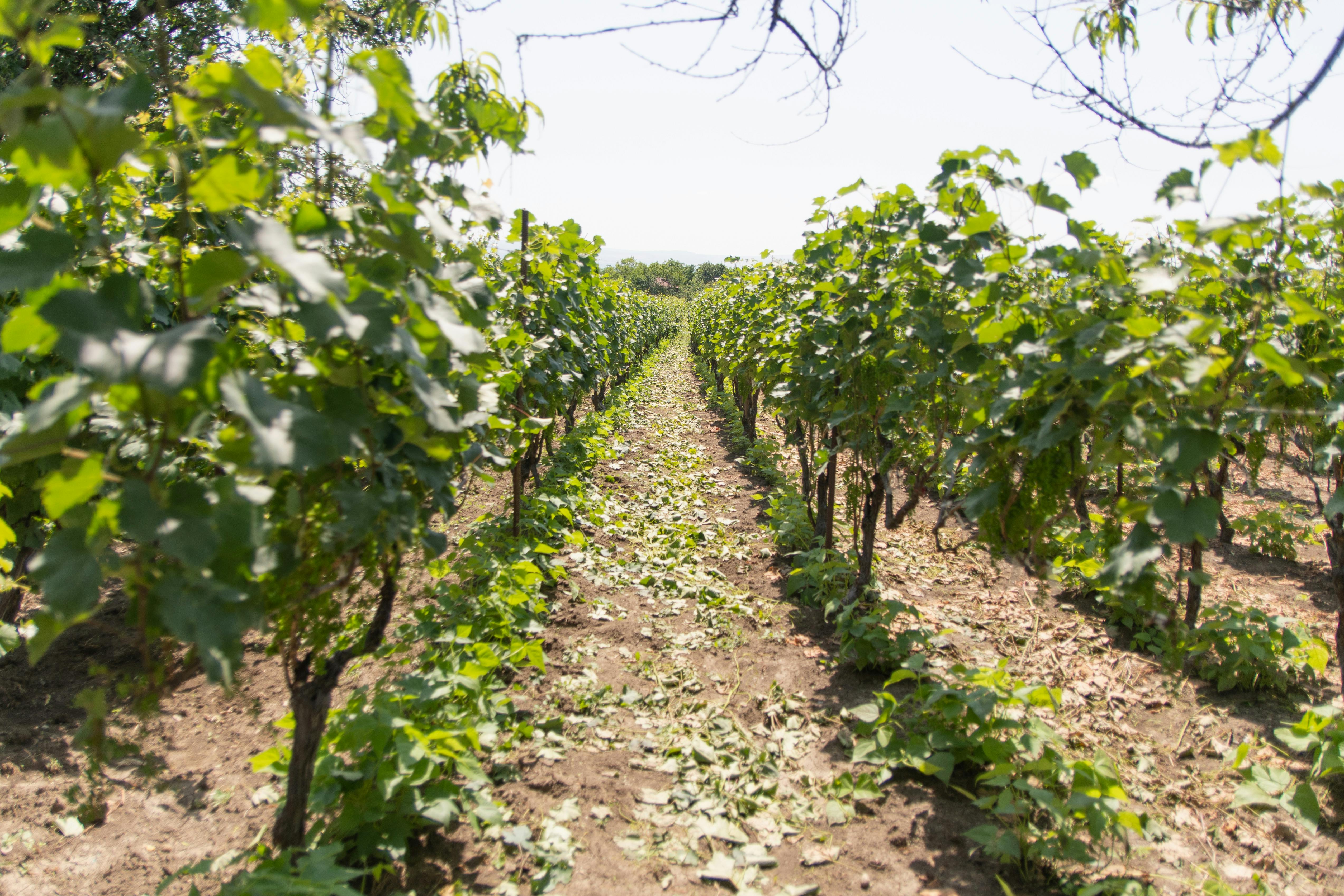 Why Clarksburg Wineries Are Gaining National Attention