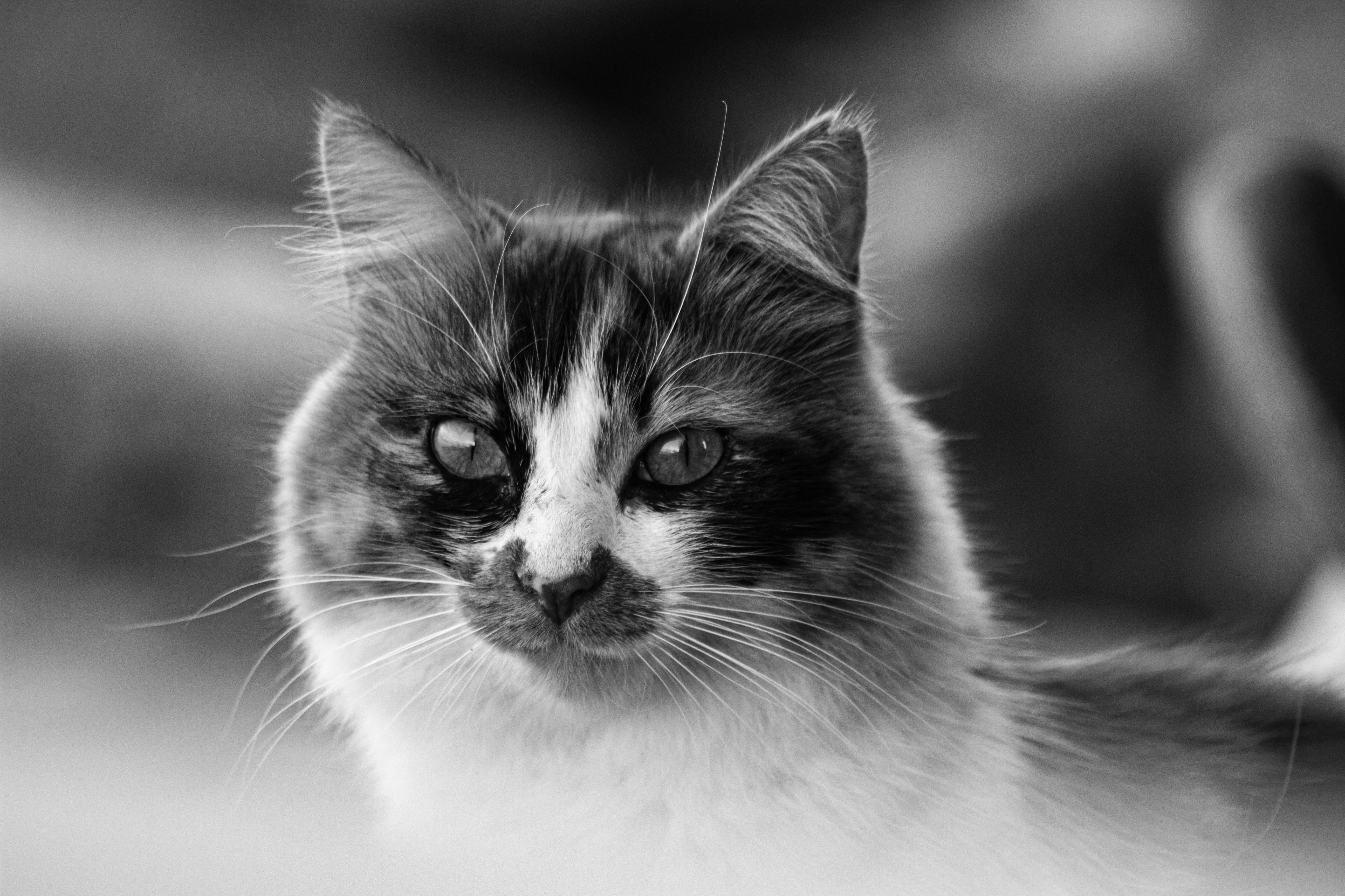 Maine Coon Cats for Sale – Premium Quality Kittens in Loving Homes