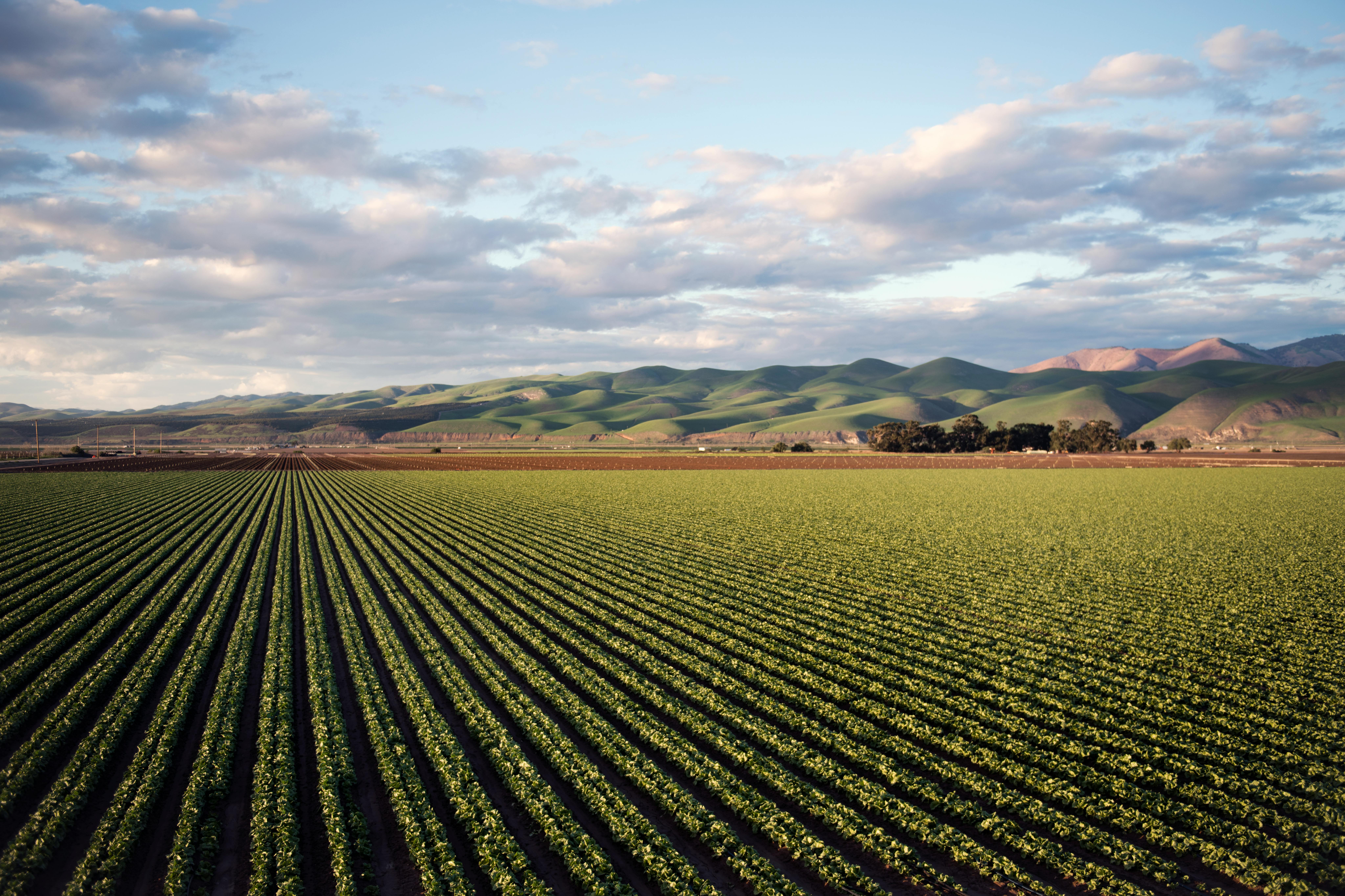 Why Wine Experts Love the Terroir of Clarksburg CA