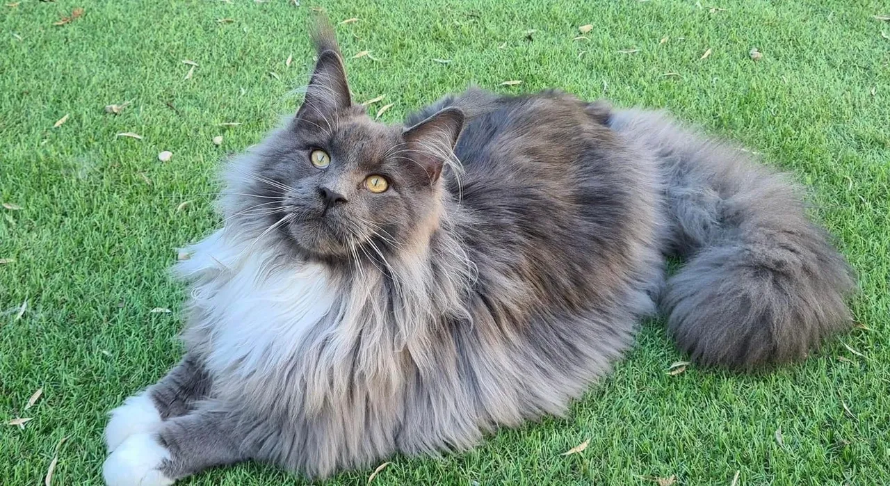 Home-Raised Maine Coon Kittens Available Throughout California – Amore Cattery
