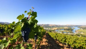 Carksburg CA riverside vineyards with scenic hills and clear blue sky.