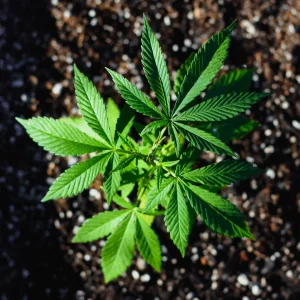 Best Place to Buy Kratom Near You in Chiang Mai