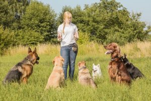 2 Week Dog Training Camp Near Me for Lasting Results